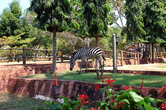 Zebra on the hotel grounds 