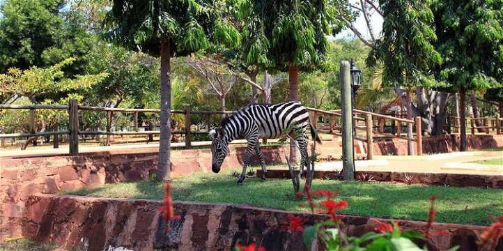 Kigoma Hilltop Hotel Zebra. Book a stay on Special Offers