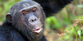 Gombe Chimpanzee Excursions  