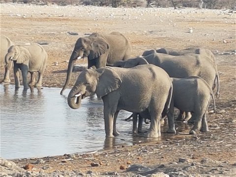 Chobe Water Villas Wildlife Elephants River