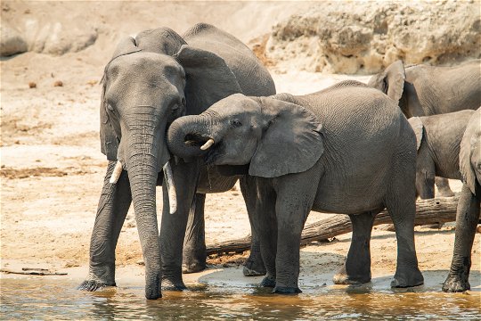 Chobe Water Villas Wildlife Elephants River