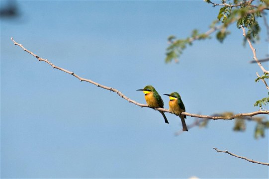 Chobe Water Villas Birding Wildlife