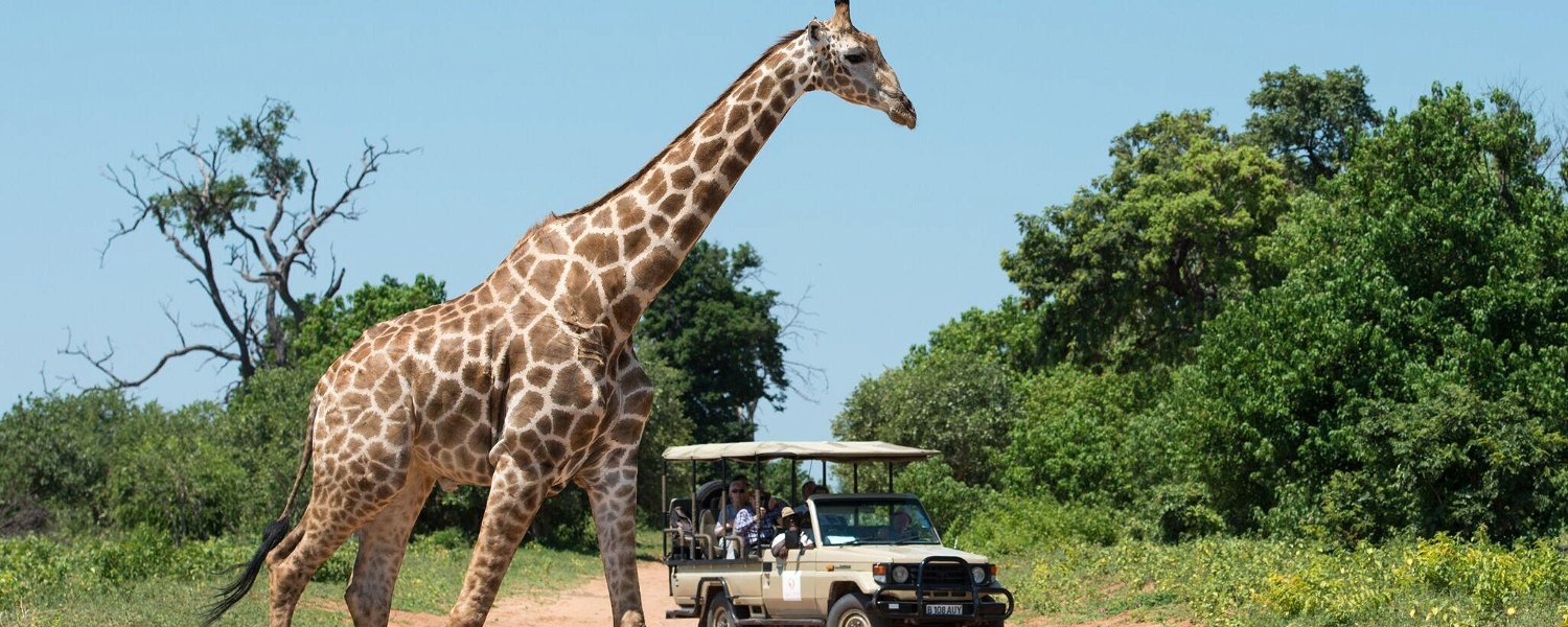 Safari Game drives at Chobe Water Villas