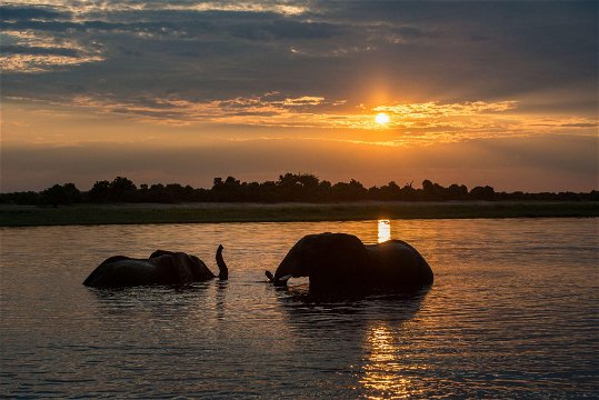 Chobe Water Villas Wildlife Elephants River Sunset