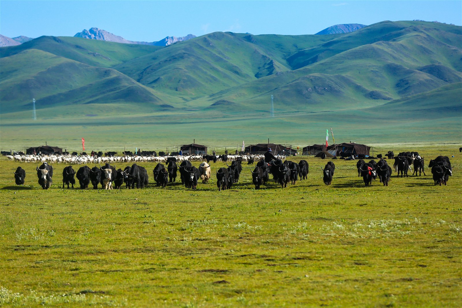Drokpa (nomads) 