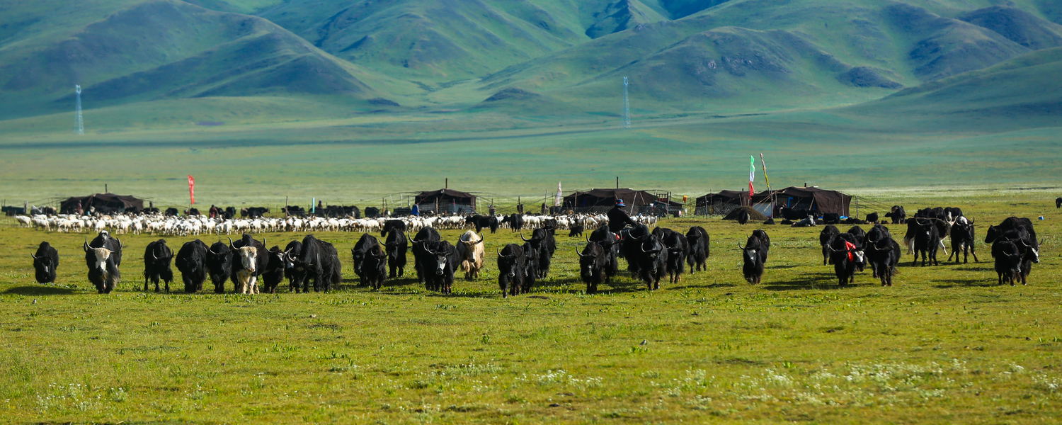 Drokpa (nomads) 