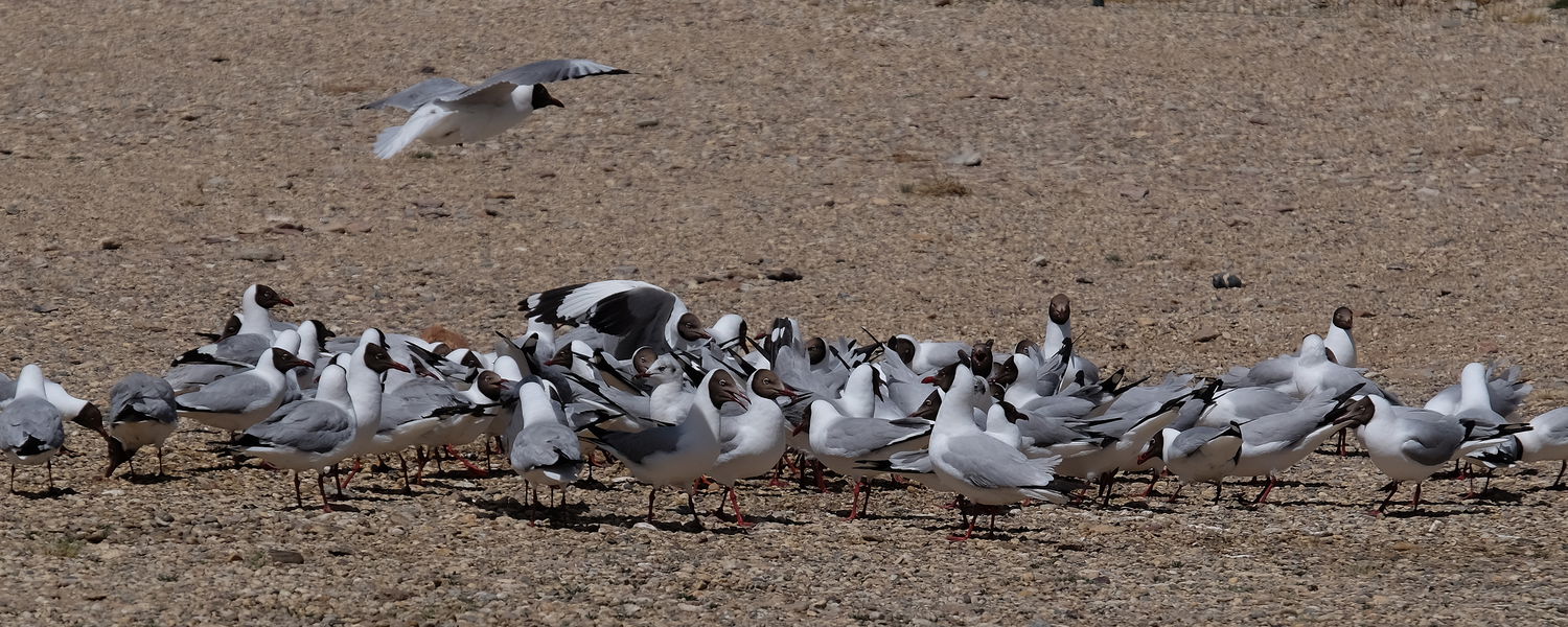 Migrating birds in Kailash area 