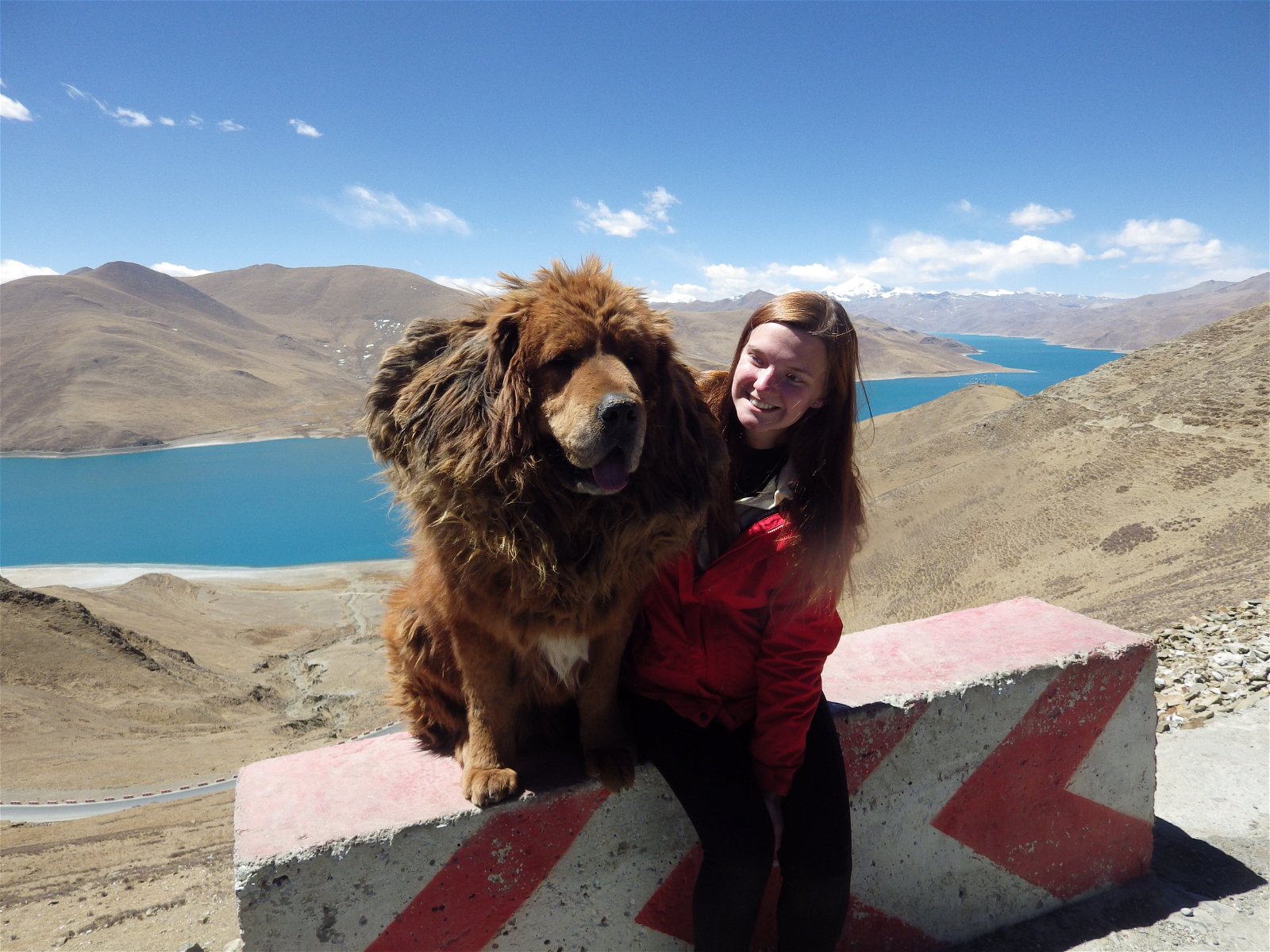 encounter with wild beast such as Yak and Tibetan mastiff dog in Tibet is a part of the experience