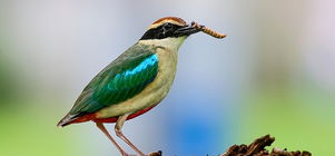 Early Bird