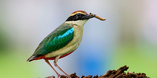 Early Bird