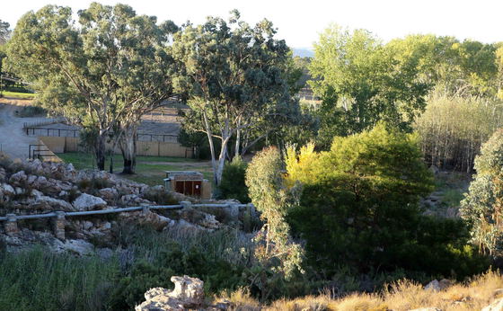 Bush Camp