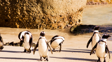 Table Mountain, Boulders Penguins & Cape Point Day Tour