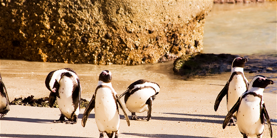 Cape Point, Penguins & Peninsula Day Tour