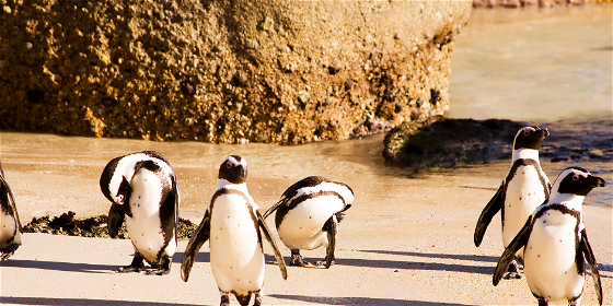 day tours cape town Cape Point, Penguins & Peninsula Day Tour
