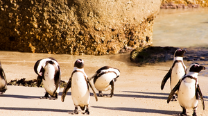 Table Mountain, Boulders Penguins & Cape Point Day Tour