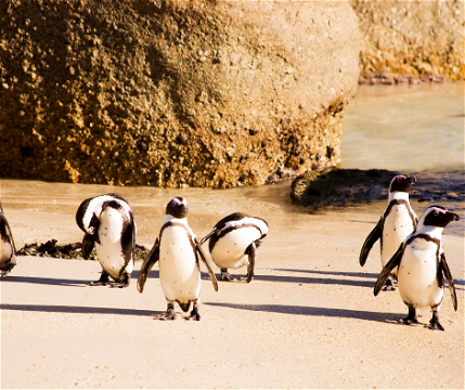 African penguin&#39;s walking on Boulder&#39;s Beach, Simon&#39;s Town in Cape Town as seen on a guided small-group Cape Point Peninsula tour with Into Tours  