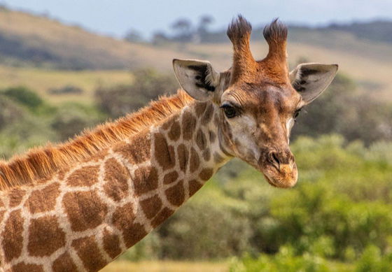 Experience the wonder of a giraffe up close on your safari tour with Into Tours, marveling at its towering height and graceful movements in the wild.