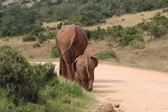 Experience the wonder of watching elephants roam freely on an unforgettable Addo safari.