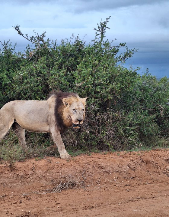 A majestic lion seen on a game drive in Addo Elephant Park, a highlight of your safari.