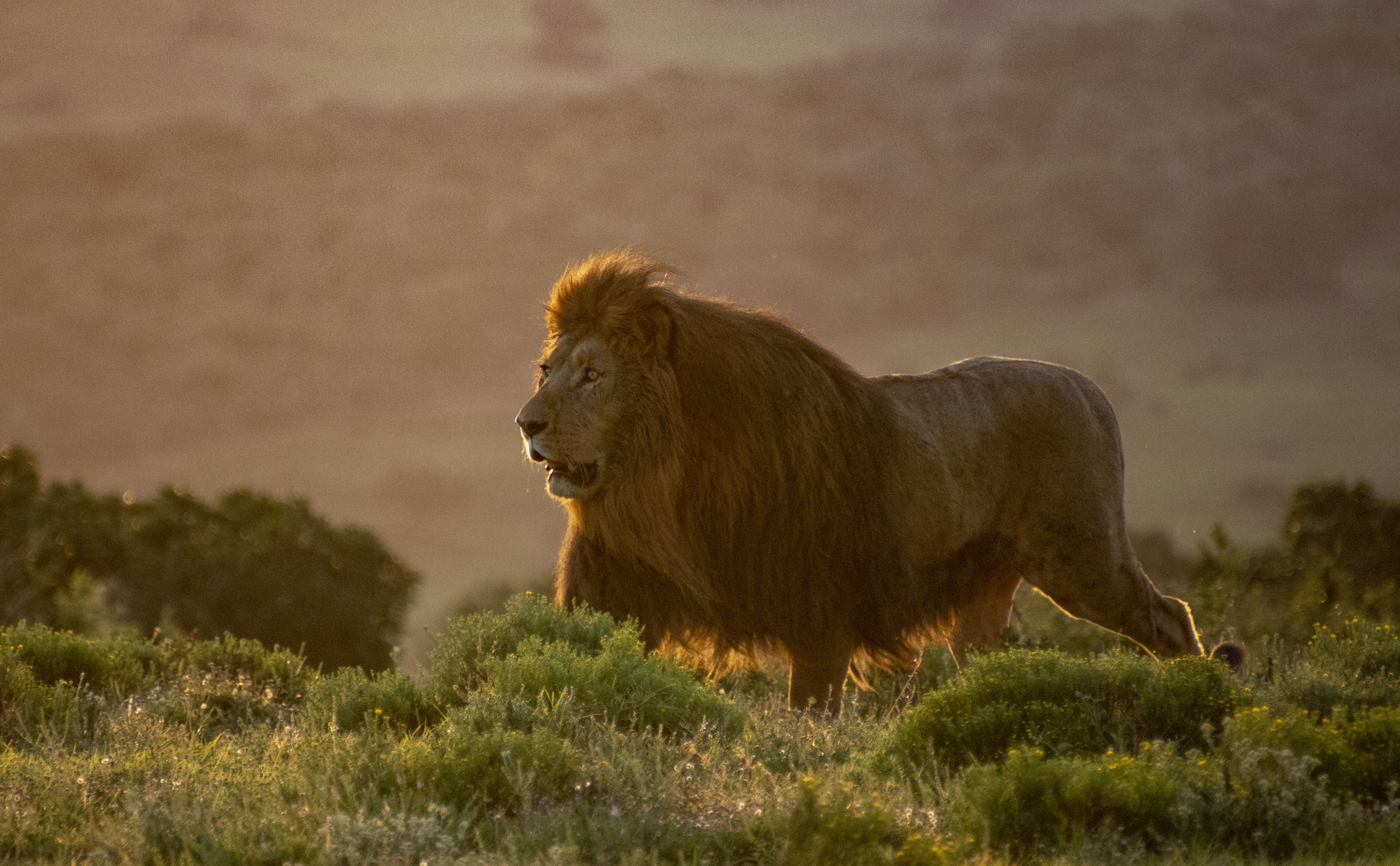 An African lion with its mouth open at sunset, captured in the Addo Elephant National Park, Eastern Cape, South Africa. This majestic lion is part of the Big 7, a unique wildlife group in the park. The scene was photographed during a guided safari tour with Into Tours, tailored for cruise liner passengers on a shore excursion, offering an unforgettable wildlife experience in one of South Africa's top safari destinations.