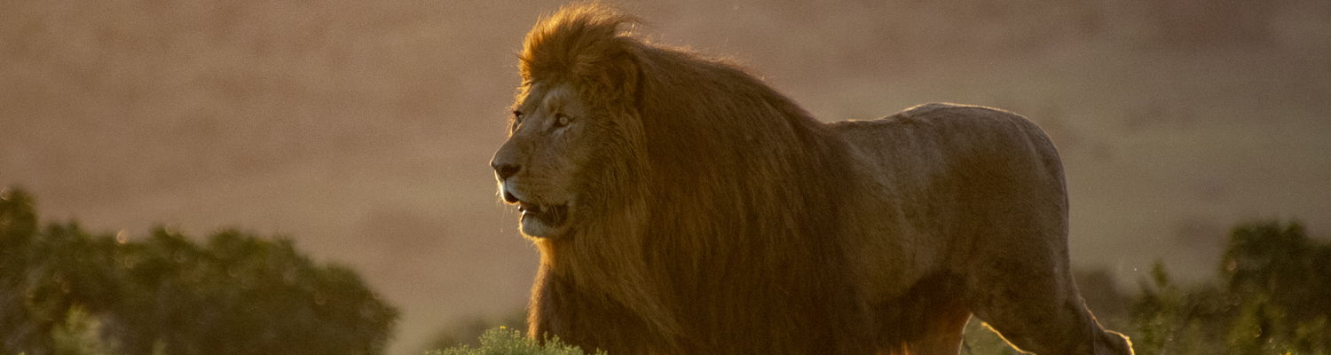 An African lion with its mouth open at sunset, captured in the Addo Elephant National Park, Eastern Cape, South Africa. This majestic lion is part of the Big 7, a unique wildlife group in the park. The scene was photographed during a guided safari tour with Into Tours, tailored for cruise liner passengers on a shore excursion, offering an unforgettable wildlife experience in one of South Africa&#39;s top safari destinations.