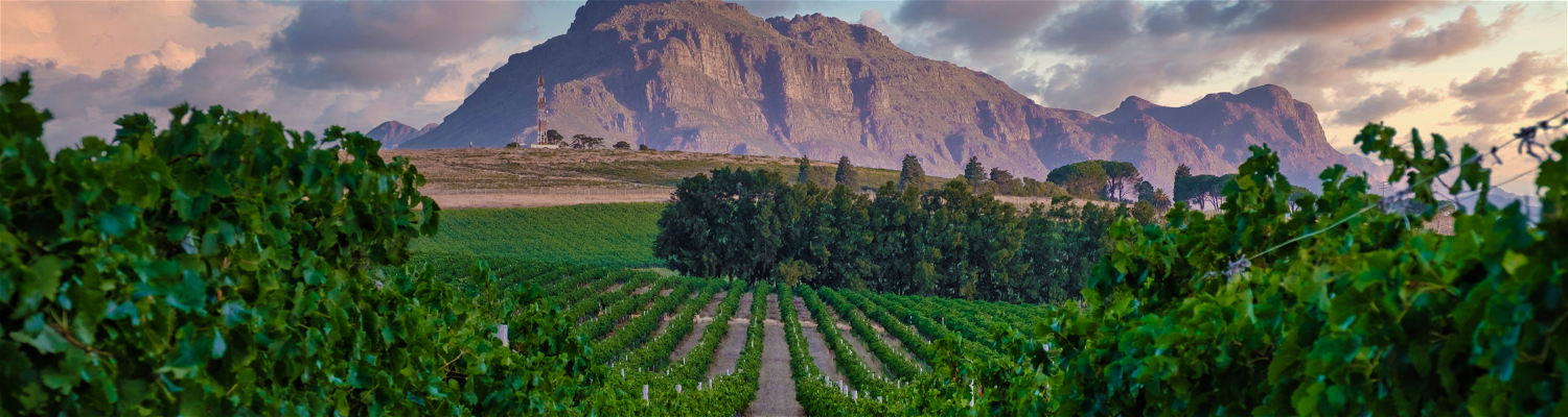 captivating photo, the picturesque Stellenbosch Winelands come to life with an awe-inspiring backdrop of majestic mountains and lush vineyards. The scene is set at a charming winery in Cape Town's Stellenbosch region. A meandering path leads you through the meticulously manicured vineyards, offering a leisurely stroll with opportunities to soak in the breathtaking mountain views and the natural beauty of the surrounding landscapes. 