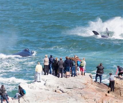 Southern Right Whales breaching out of the water at Hermanus, Western Cape 