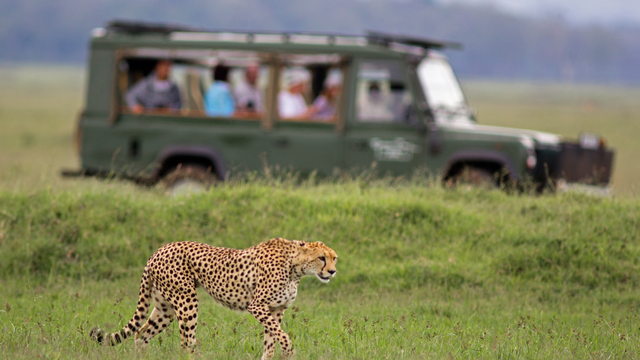 Spot the fastest land animal, the cheetah, as it gracefully roams the open plains of a private wildlife reserve, offering an unforgettable safari experience.