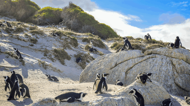 African Penguins at Boulders Beach – Meet the Charming Wildlife in Their Natural Habitat