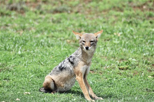 Black-backed jackal (Lupulella mesomelas) is a medium-sized canine native to eastern and southern Africa and one of the top animals to see in the Addo Elephant National Park on a Addo tour