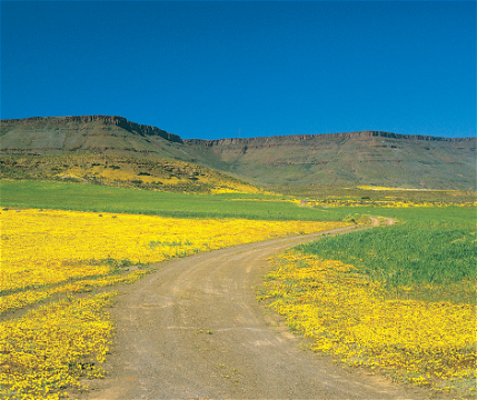 Yellow flowers blooming at the Namaqualand flower route, found in the Western Cape, South Africa 