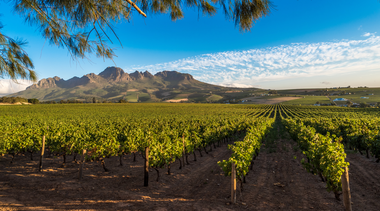 Vineyards and Mountain ranges in the Cape Winelands as seen on a wine and tasting tour in Cape Town Into Tours a South African Tour Operator - ground handler conducting tours in Cape Town