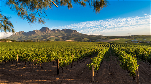 Vineyards and Mountain ranges in the Cape Winelands as seen on a wine and tasting tour in Cape Town Into Tours a South African Tour Operator - ground handler conducting tours in Cape Town 