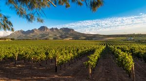Vineyards and Mountain ranges in the Cape Winelands as seen on a wine and tasting tour in Cape Town Into Tours a South African Tour Operator - ground handler conducting tours in Cape Town
