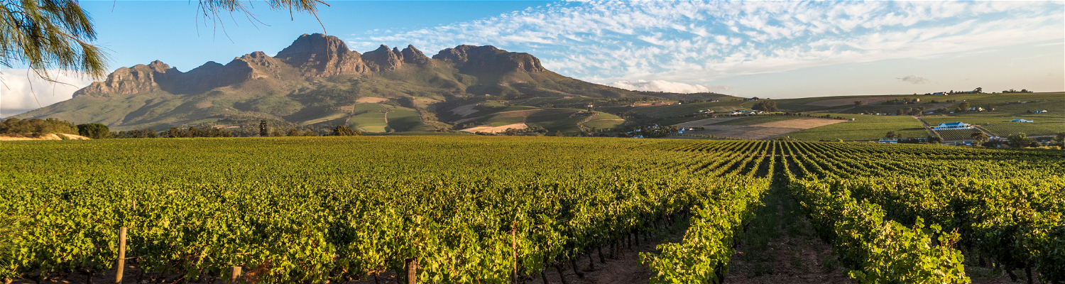Vineyards and Mountain ranges in the Cape Winelands as seen on a wine and tasting tour in Cape Town Into Tours a South African Tour Operator - ground handler conducting tours in Cape Town 