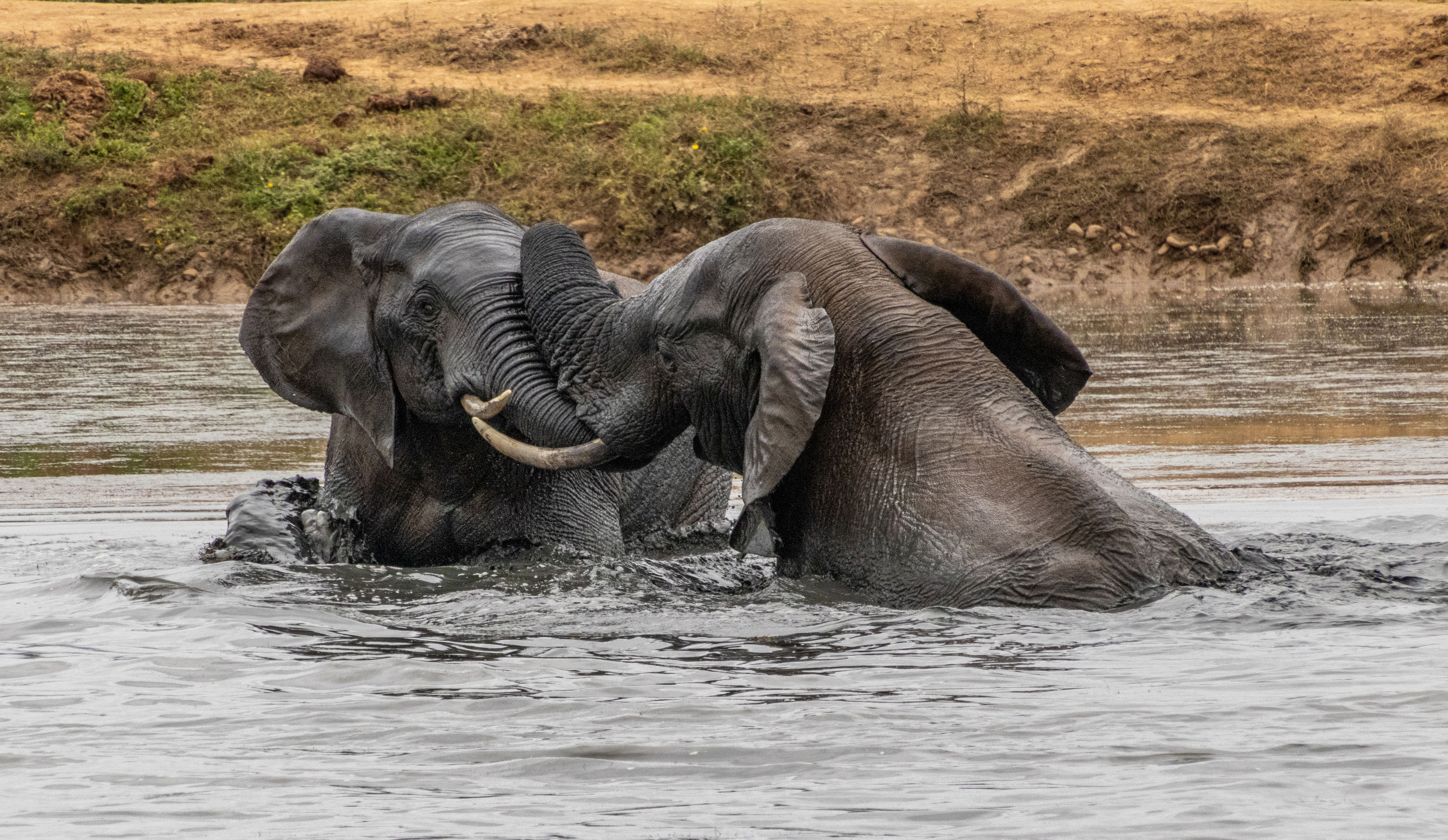 Addo Elephant National Park, wildlife safari, elephants, zebras, buffalo, antelopes, Gqeberha, Port Elizabeth, South Africa, game reserve, nature photography, African wildlife, safari tours, Eastern Cape, outdoor adventure, travel destination.