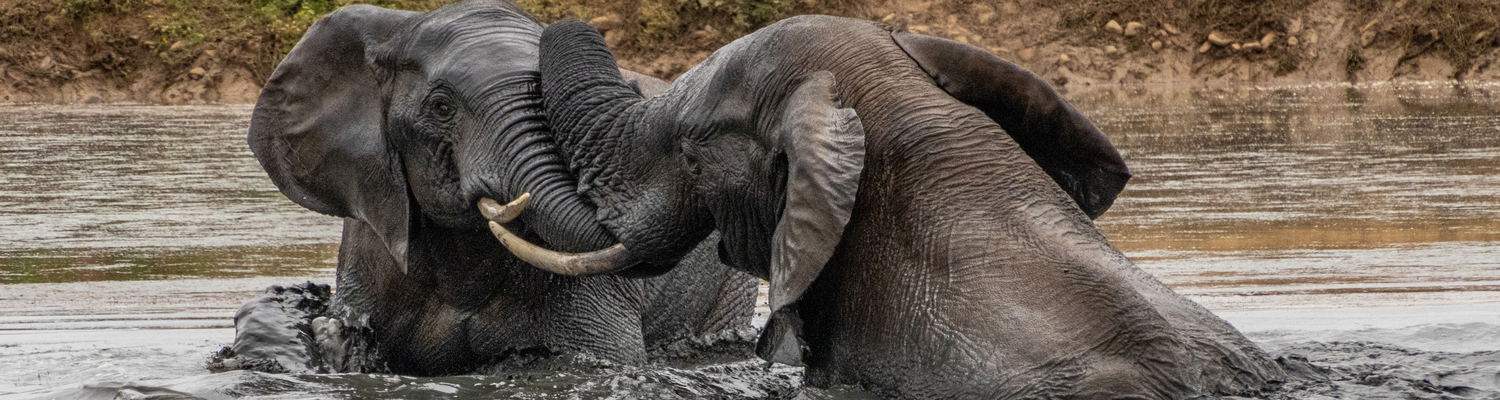 Addo Elephant National Park, wildlife safari, elephants, zebras, buffalo, antelopes, Gqeberha, Port Elizabeth, South Africa, game reserve, nature photography, African wildlife, safari tours, Eastern Cape, outdoor adventure, travel destination.
