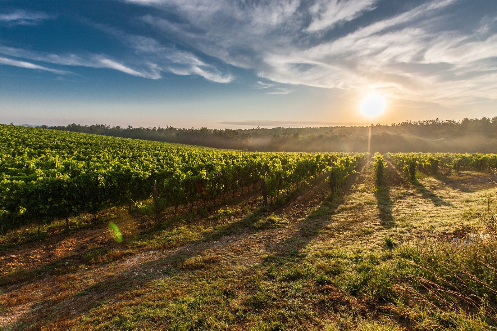 constantia-valley-wine-route-wine-tasting-cape-town-private-wine-tours-cape-town-cape-dutch-architecture-vineyards-constantia-cape-town-wine-tours