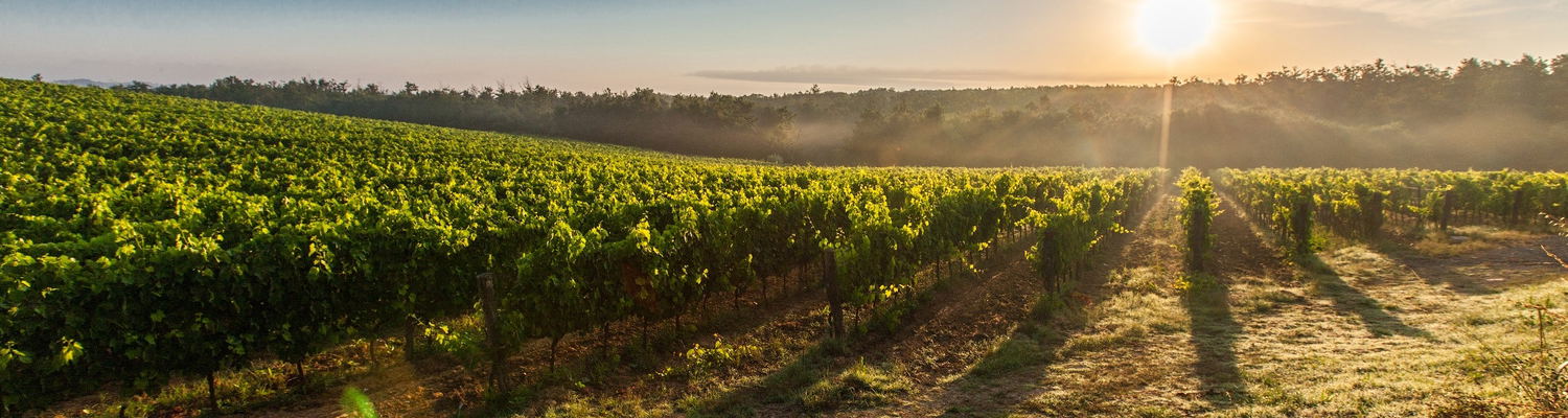 constantia-valley-wine-route-wine-tasting-cape-town-private-wine-tours-cape-town-cape-dutch-architecture-vineyards-constantia-cape-town-wine-tours