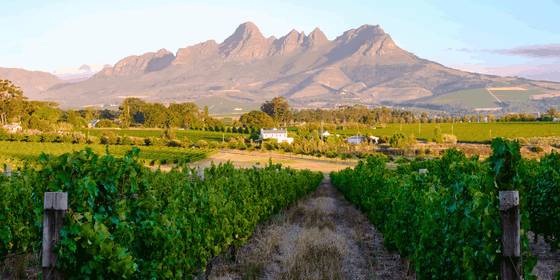 Cape Town Winelands Tour: Explore Paarl, Stellenbosch & Franschhoek