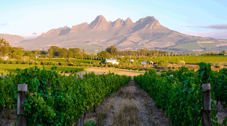 Sunset over Stellenbosch vineyards with South African wine tasting scene. The image features lush grapevines, a scenic pathway, and the majestic Stellenbosch Mountain ranges in the background. Captures the essence of South African wine culture and picturesque vineyard landscapes near Cape Town, South Africa.