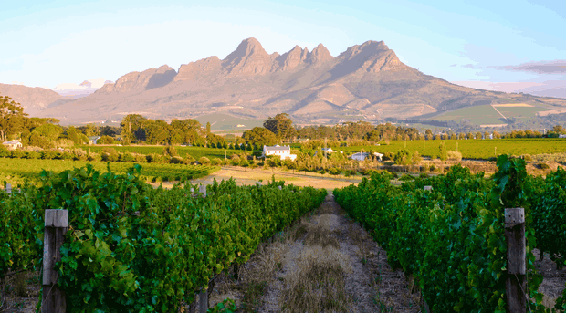 Sunset over Stellenbosch vineyards with South African wine tasting scene. The image features lush grapevines, a scenic pathway, and the majestic Stellenbosch Mountain ranges in the background. Captures the essence of South African wine culture and picturesque vineyard landscapes near Cape Town, South Africa.