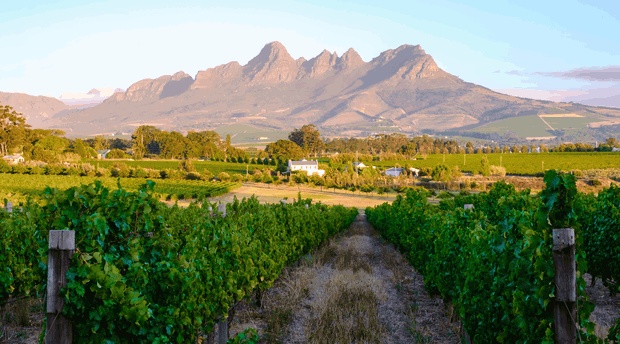 Sunset over Stellenbosch vineyards with South African wine tasting scene. The image features lush grapevines, a scenic pathway, and the majestic Stellenbosch Mountain ranges in the background. Captures the essence of South African wine culture and picturesque vineyard landscapes near Cape Town, South Africa. Sunset over Stellenbosch vineyards with South African wine tasting scene. The image features lush grapevines, a scenic pathway, and the majestic Stellenbosch Mountain ranges in the background. Captures the essence of South African wine culture and picturesque vineyard landscapes near Cape Town, South Africa.