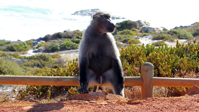 Wildlife Spotting in Cape Point – Discover Ostriches and Baboons Amidst Stunning Scenery