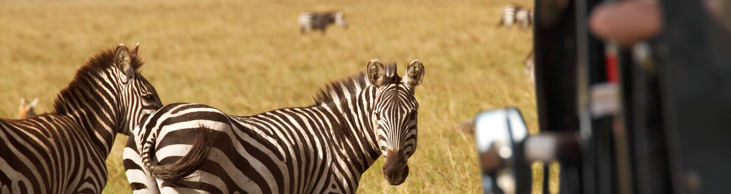 Wine and Safari Tour 
