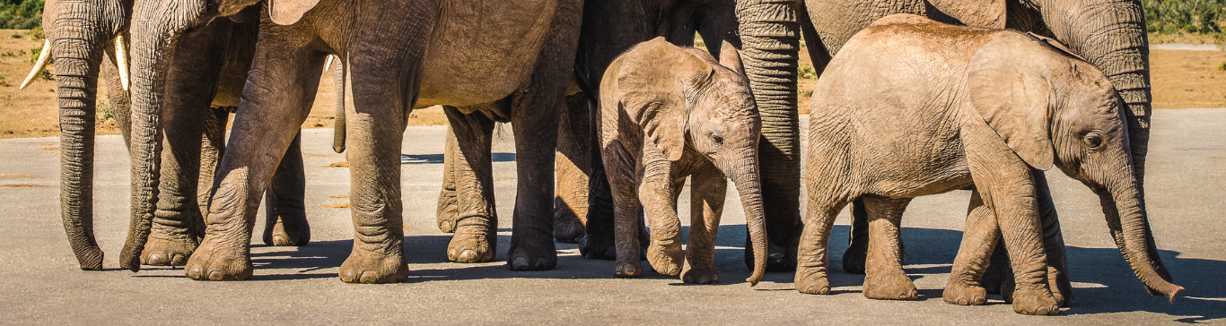 Animals in Addo