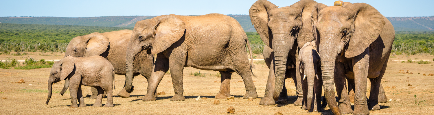 Witness a large family breeding herd of elephants, ranging from playful calves to wise adults, as they move through the stunning landscapes of Addo Elephant National Park. Learn about their behavior and the ecosystem, including the telltale droppings they leave behind. This incredible safari experience is exclusively available to cruise liner passengers on a shore excursion with Into Tours. Book your safari tour today for an unforgettable adventure in Addo Park!