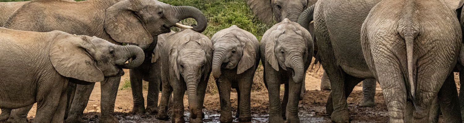 Large herd of elephants gathered at a watering hole in Addo Elephant National Park, showcasing the park's incredible wildlife. The elephants, with their majestic tusks and powerful presence, create a stunning spectacle as they drink and interact in their natural habitat. A true testament to the park's conservation efforts and rich biodiversity.