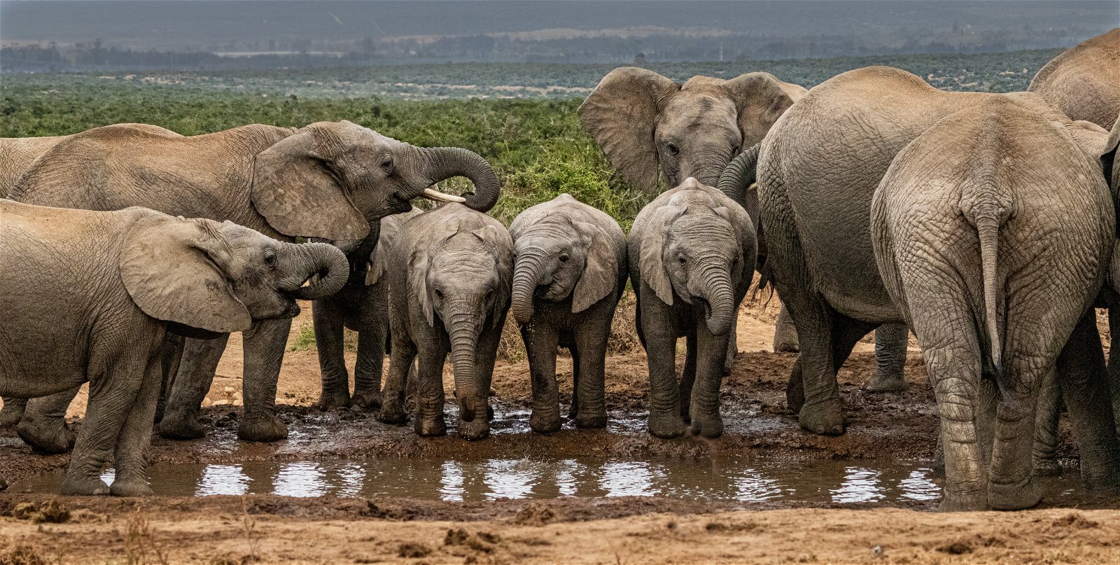Addo Elephants drinking water at a watering hole in the Addo Elephnat National Park as seen on a guided safari tour from Port Elizabeth with Into tours. 