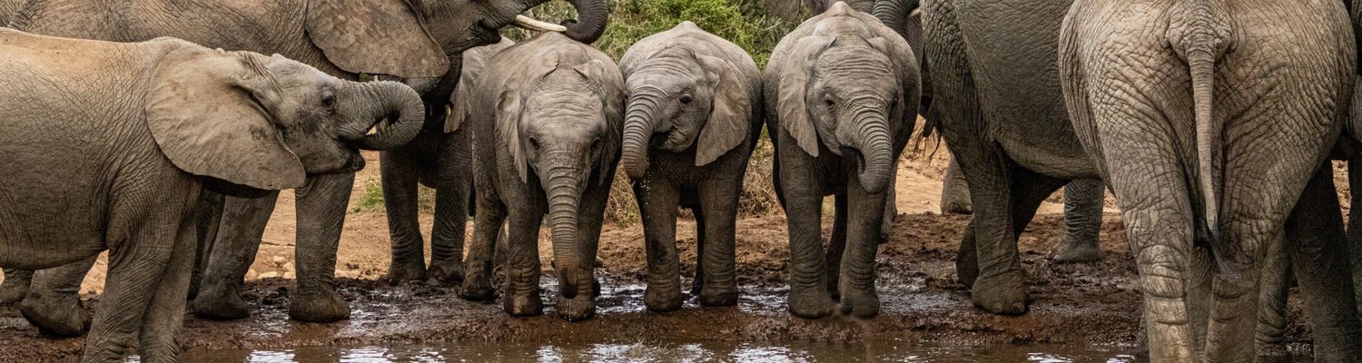 Addo Elephants drinking water at a watering hole in the Addo Elephnat National Park as seen on a guided safari tour from Port Elizabeth with Into tours. 